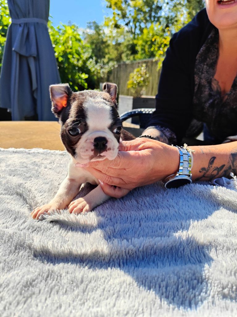 du domaine Alberry - Chiot disponible  - Boston Terrier