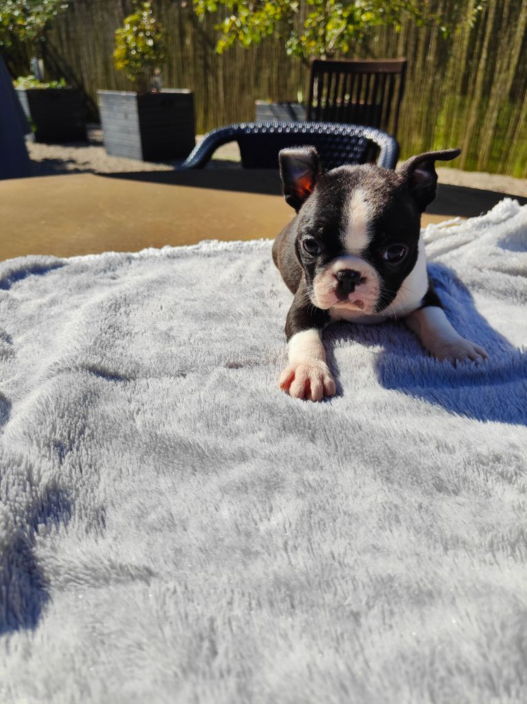 du domaine Alberry - Chiot disponible  - Boston Terrier