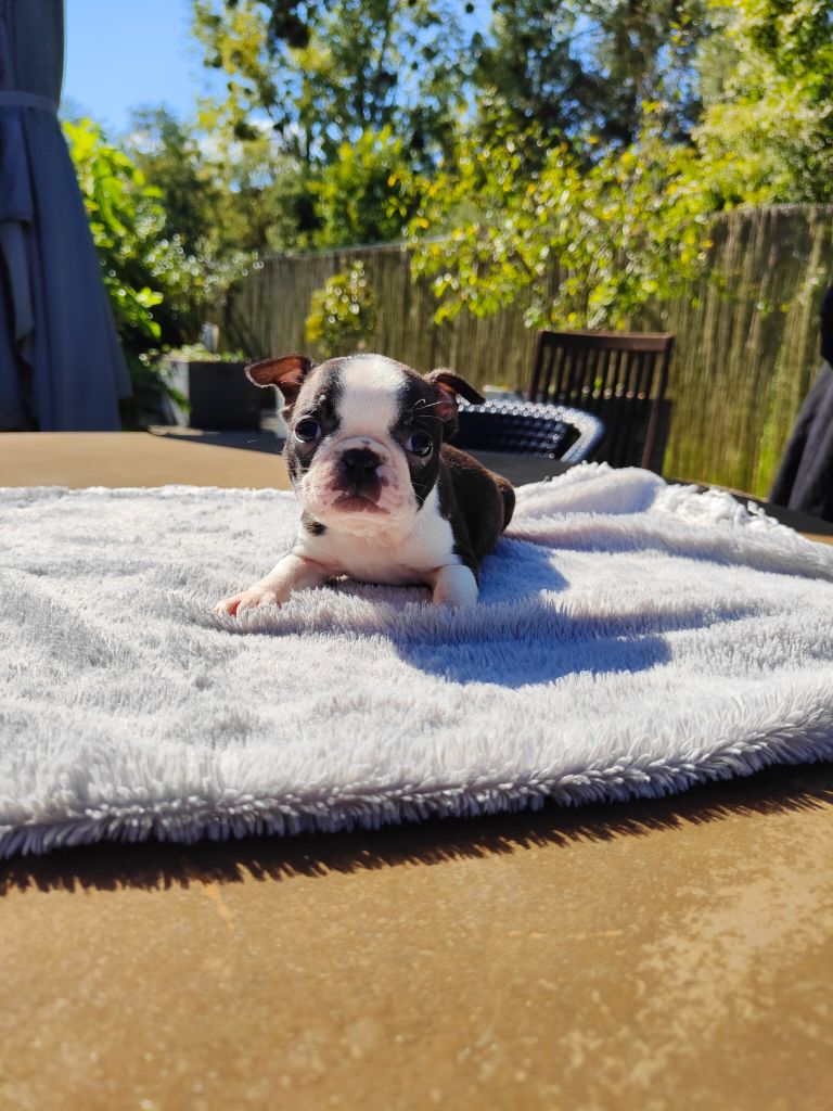 du domaine Alberry - Chiot disponible  - Boston Terrier