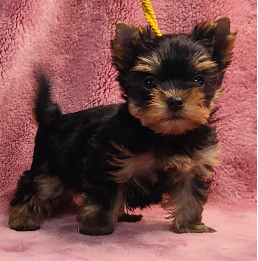 Chiot Yorkshire Terrier du domaine Alberry