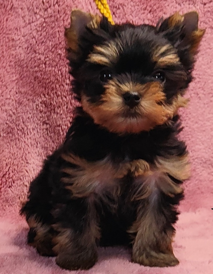 du domaine Alberry - Chiots disponibles - Yorkshire Terrier