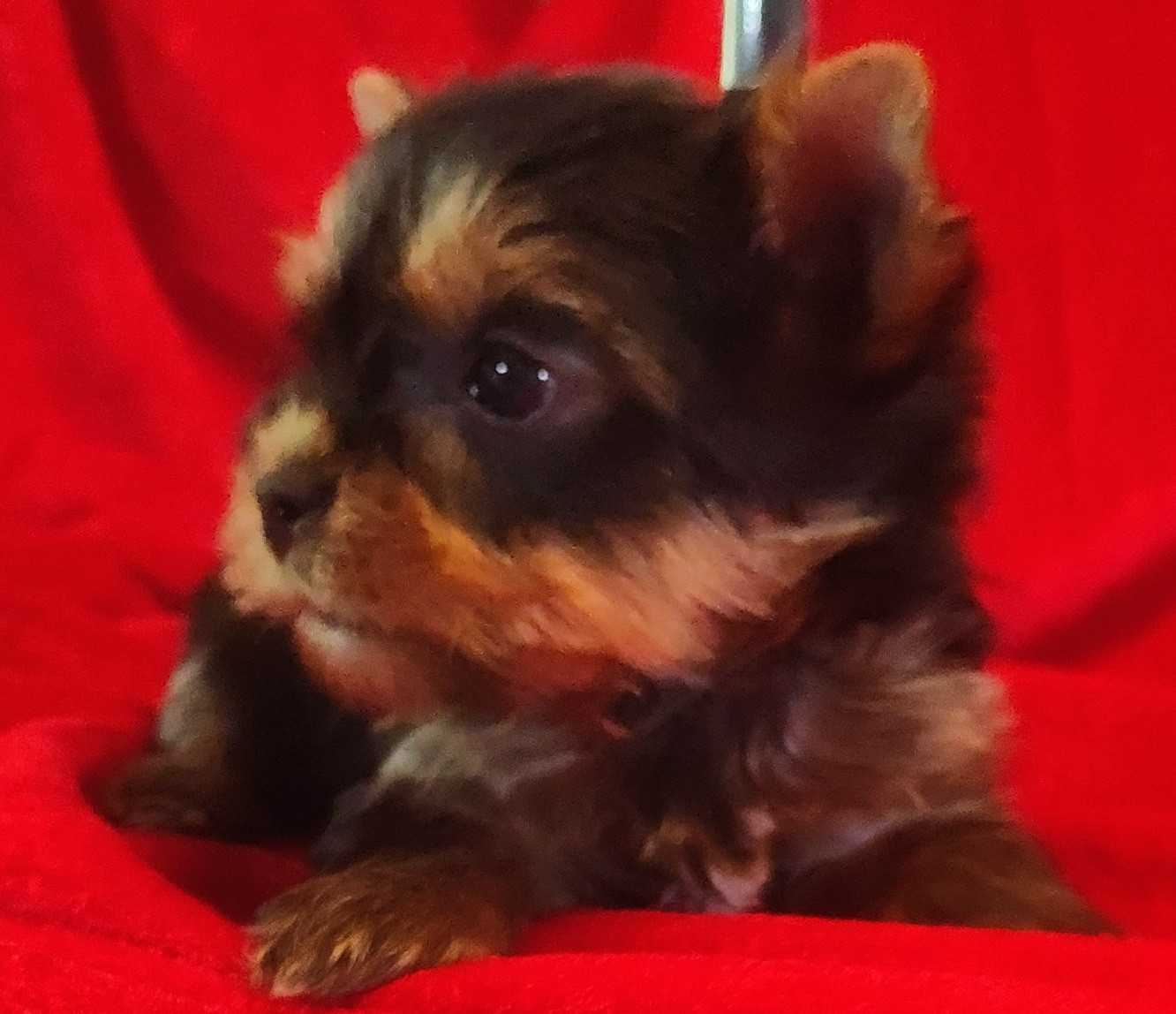 du domaine Alberry - Chiots disponibles - Yorkshire Terrier