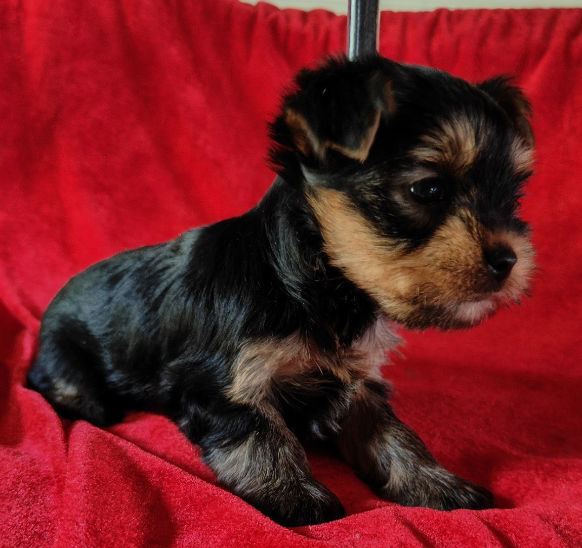 du domaine Alberry - Chiots disponibles - Yorkshire Terrier