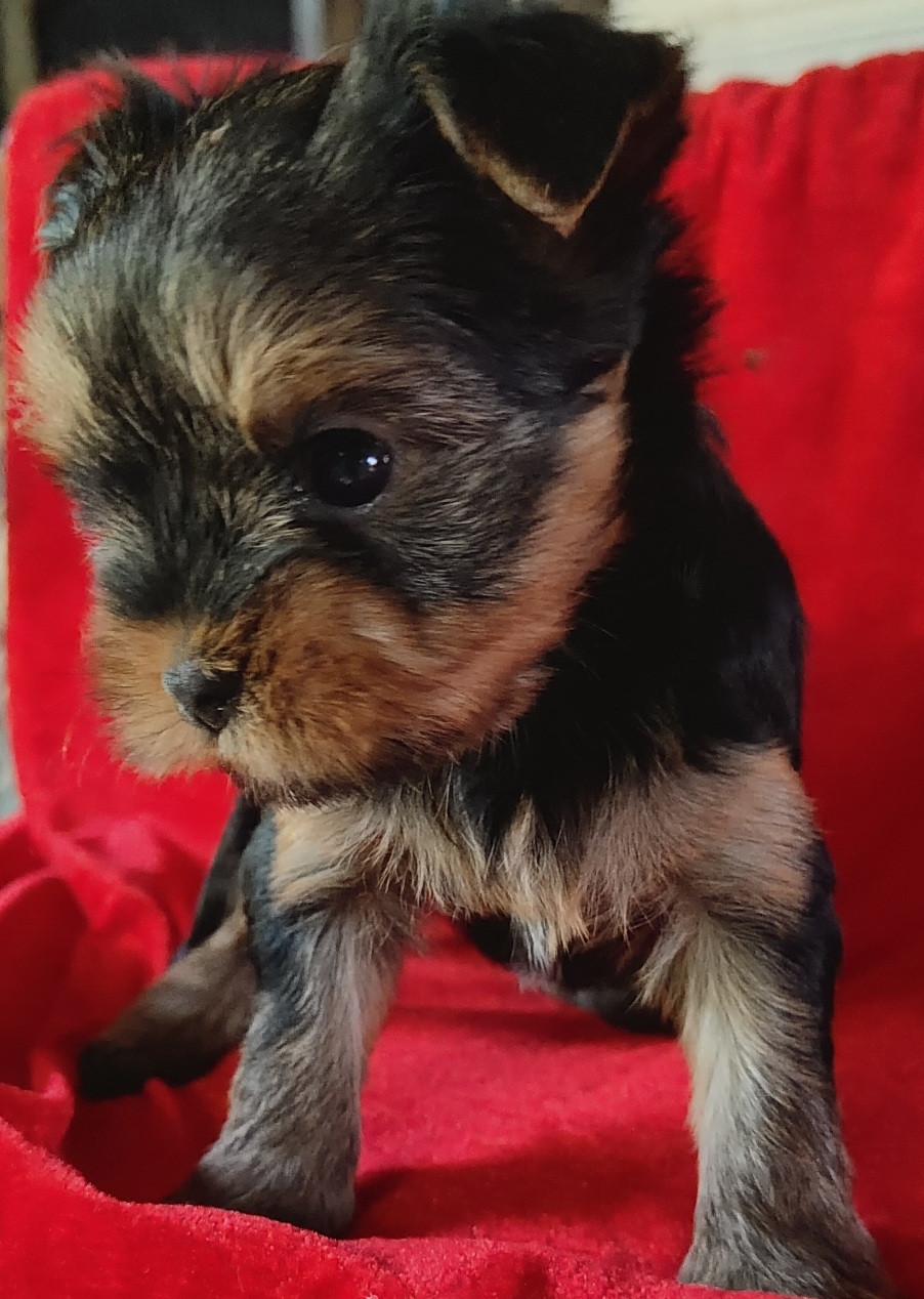 du domaine Alberry - Chiots disponibles - Yorkshire Terrier