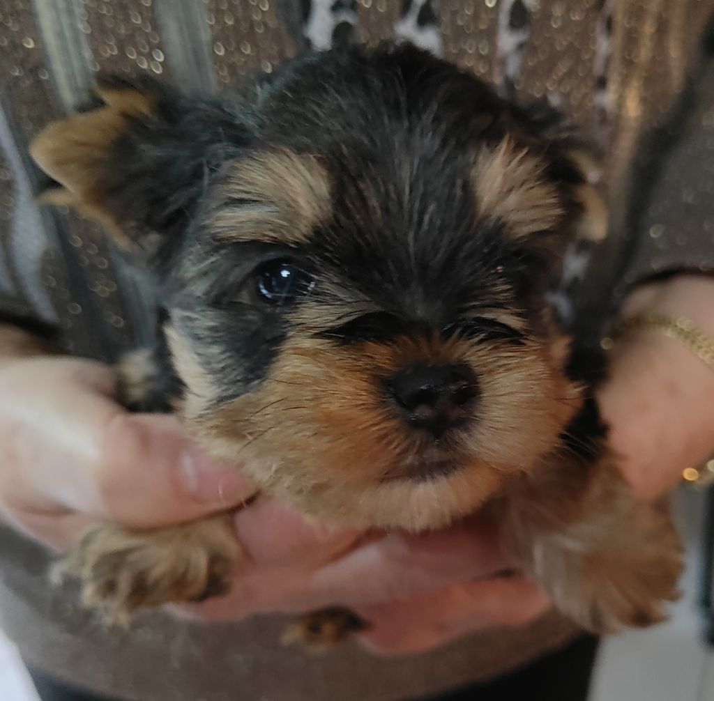 du domaine Alberry - Chiots disponibles - Yorkshire Terrier