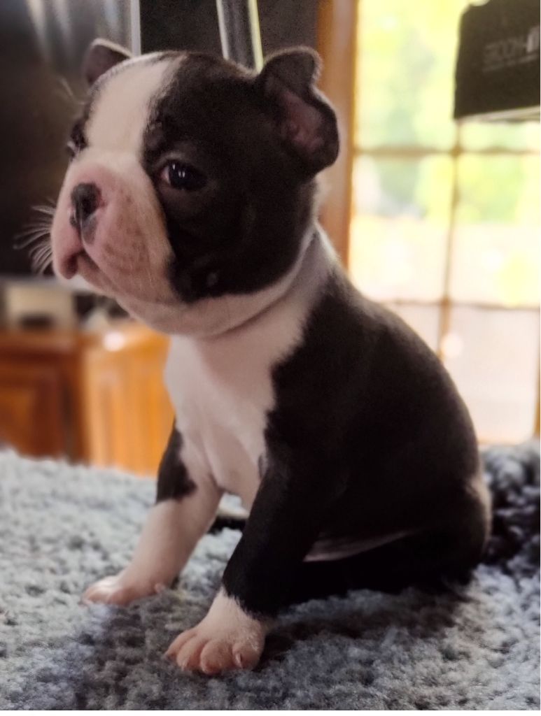du domaine Alberry - Chiots disponibles - Boston Terrier