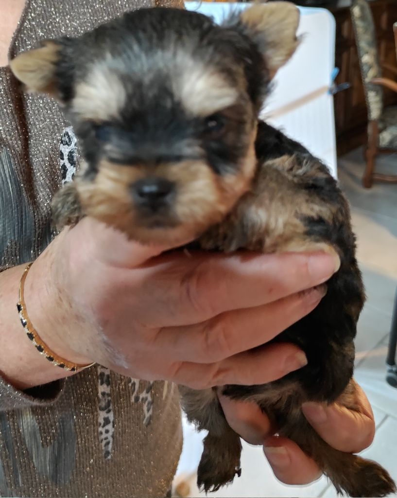 du domaine Alberry - Chiots disponibles - Yorkshire Terrier