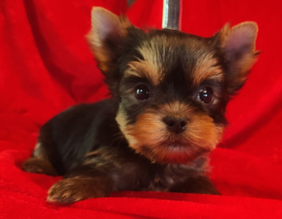 Chiot N°1