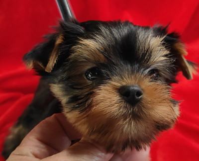 Chiot N°1
