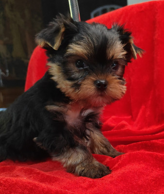 Chiot N°2
