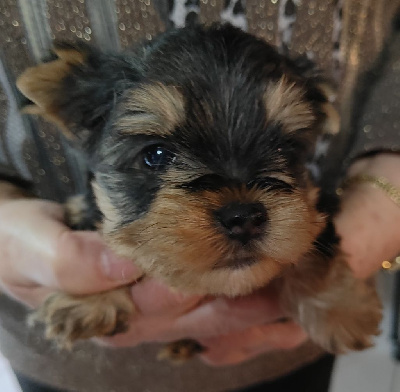 CHIOT 1