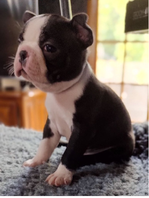 CHIOT 2