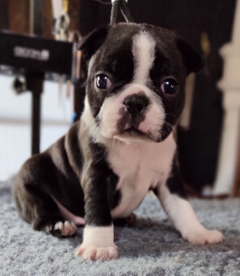 CHIOT 1