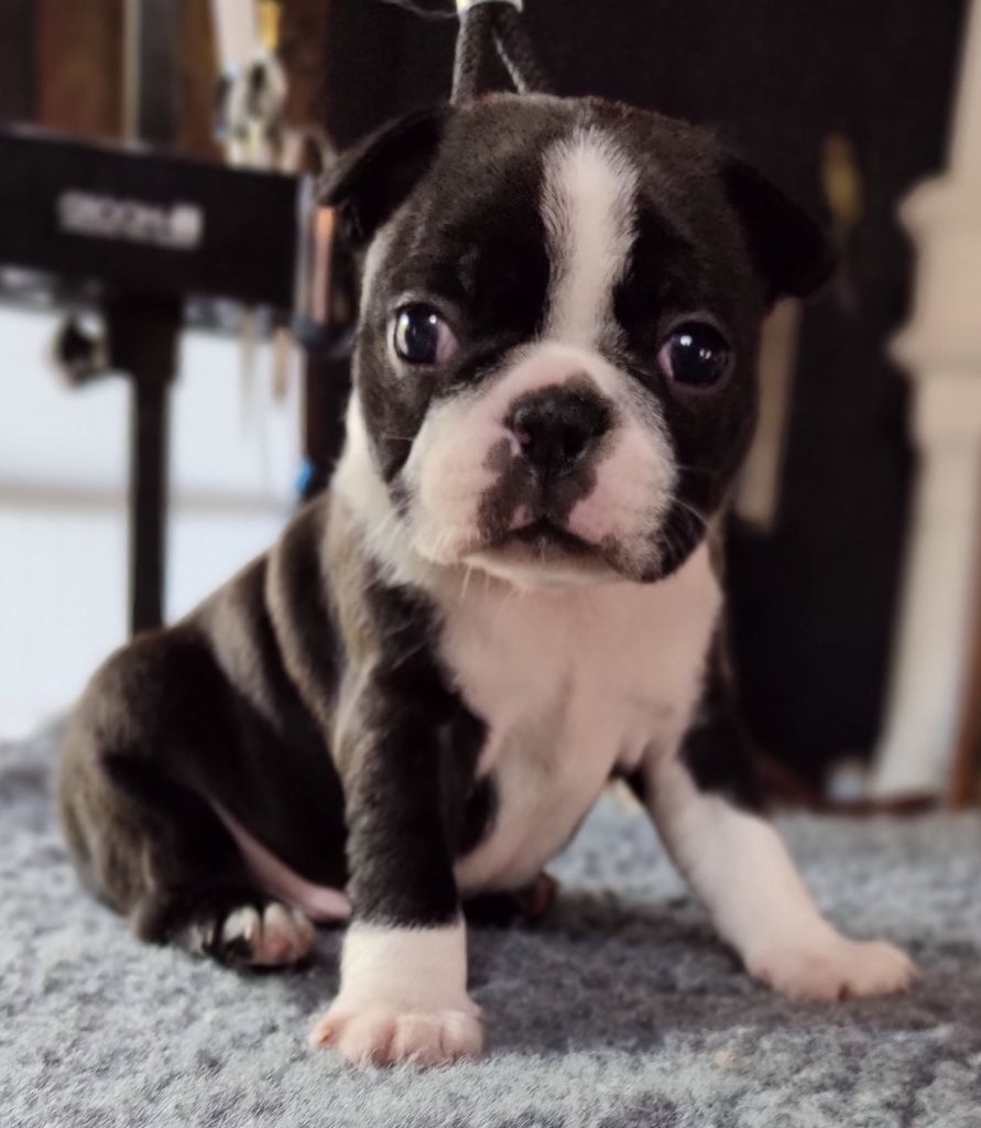 du domaine Alberry - Chiots disponibles - Boston Terrier